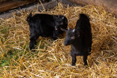 Animals goats eating in the farm. Domestic farm chews. Agriculture and ecology. Goat farm dairy . Full udder with milk, food for little kids, livestock raising on the farm, farming, walking pets on