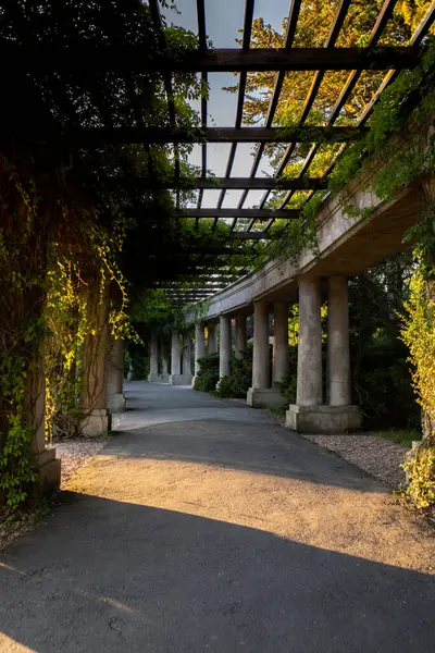在弗罗茨瓦夫的百年纪念堂里种植着绿色植物的Pergola 波兰在夏天 百花盛开的花园拱廊绿叶设计花卉绿地健康空间可持续发展 — 图库照片