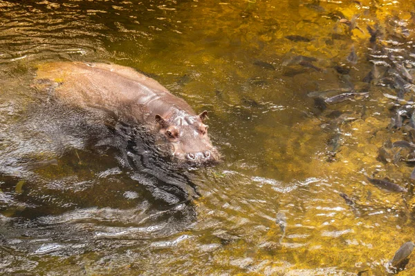 Hippo swimming in water, danger animal in zoo. Wildlife hippo in pond zoology in environment. Hippopotamus enjoying submerge and pop up on the water surface Zoo animals