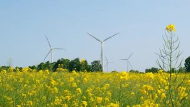 Kırsal bölgedeki bulutlu mavi gökyüzüne karşı çimenli sarı kanola tarlasında rüzgar türbini. İklim dostu yenilenebilir enerji kavramı. Rüzgar santrali elektrik üretiyor. Yenilenebilir yeşil temiz