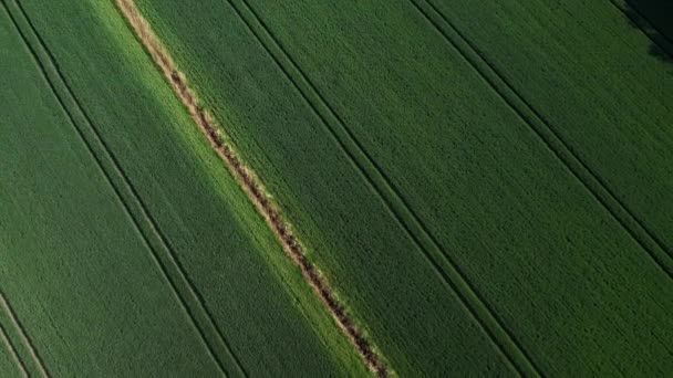 Letecký Pohled Geometrický Pohled Shora Pole Kukuřice Zelené Pšenice Létající — Stock video