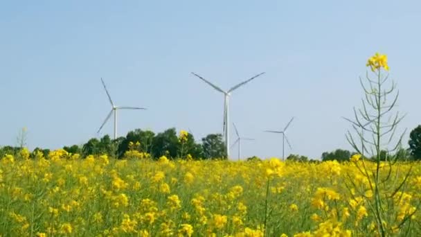 Turbina Wiatrowa Trawiastym Żółtym Polu Rzepakowym Tle Zachmurzonego Błękitnego Nieba — Wideo stockowe