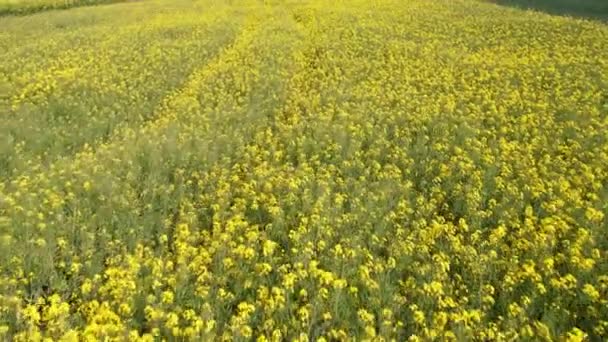 空中景观五彩缤纷的黄色油菜地盛开的油菜籽农场背对着夕阳西下的灯光 春天里种了许多黄花的大田芥菜 — 图库视频影像