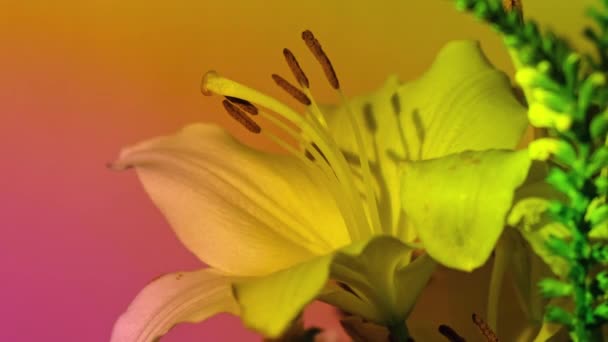 Κοντινό Μεγάλο Λουλούδι Κρίνου Κίτρινο Ροζ Νέον Φως Αφηρημένο Φόντο — Αρχείο Βίντεο