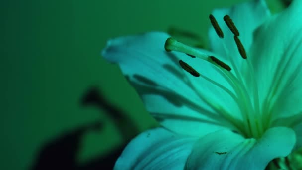 Gros Plan Grande Fleur Lys Dans Lumière Verte Néon Contexte — Video