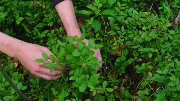 Κοντινό Πλάνο Αρσενικών Χεριών Που Μαζεύουν Βατόμουρα Στο Δάσος Πράσινα — Αρχείο Βίντεο