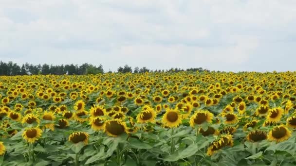 Schöne Sonnenblumen Landwirtschaftlichen Feld Industrielle Landwirtschaft Feld Blühender Sonnenblumen Erntekonzept — Stockvideo