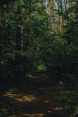 Sonbaharda yeşil ışıkla gizemli, koyu yeşil ormandan geçen yol. Doğa puslu bir manzara. Esrarengiz karanlık ormanın içinde bir patika. Sihirli atmosfer