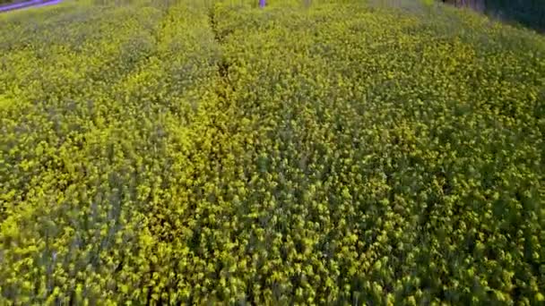 Luftaufnahme Wunderschönes Gelbes Rapsfeld Blühende Rapsfarm Gegenlicht Mit Sonnenuntergang Licht — Stockvideo