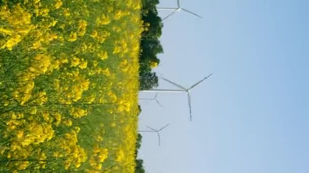 Pionowa Turbina Wiatrowa Trawiastym Żółtym Polu Rzepakowym Tle Zachmurzonego Błękitnego — Wideo stockowe