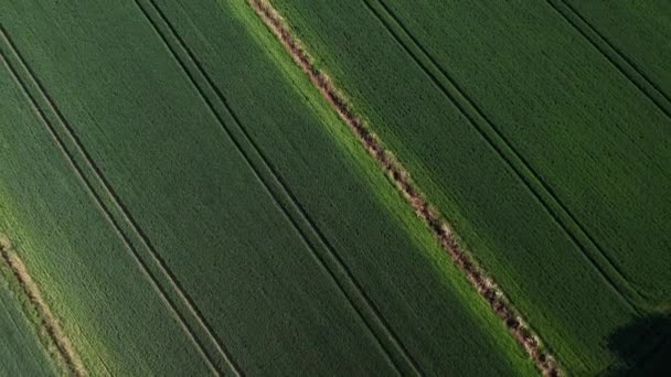 グリーン小麦のトウモロコシ畑の空中観測トップビュー 緑のトウモロコシの苗のフライングビュー パターンのトップス 農業の風景が土地を耕した 農業産業について 抽象的な自然 — ストック動画
