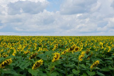 Mavili bulutlu gökyüzü arka planında ayçiçeği tarlası. Metnin için alanı kopyala. Altın gün batımında doğal botanik arkaplanı. Sarı ayçiçeği tarlasına güneş batıyor. Güzel yazda çiçek açan çayır.