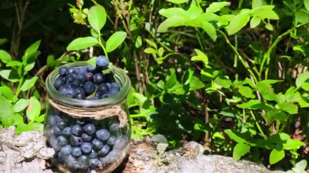 有机本地种植蓝莓的概念 季节性越橘乡村生态友好 蓝莓在绿叶森林中的特写 乡村生活园艺生态友好型生活收获 — 图库视频影像