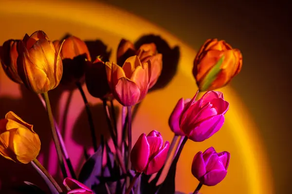 stock image Pink colored tulip flower in neon light on yellow and violet gradient background in the night light. Flowers for decoration. Creative dark holiday concept. Copy space greeting card Floral bouquet of