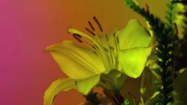 Pembe neon ışıklı büyük zambak çiçeği. Soyut arkaplan. Yaprakları aydınlatılmış moda renkleri. Duvar kâğıdı moru modern. Çiçekçilik dekorasyonunun yaratıcılık dekoru. Amaryllis Bulbous bitkisi