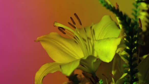 ピンクのネオンライトで大きなリリーの花を閉じます 抽象的な背景 ペタルはトレンディな色を照らしました モダンな壁紙マゼンタ 花の装飾のコンセプト 創造性の装飾 アマリリス バルボス工場 — ストック動画