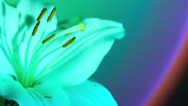Κοντινό Μεγάλο Λουλούδι Κρίνου Πράσινο Φως Νέον Αφηρημένο Φόντο Petal — Αρχείο Βίντεο