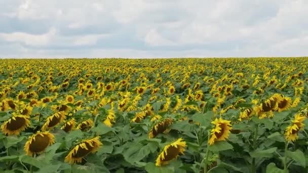 Slunečnicové Pole Pozadí Mračné Oblohy Přírodní Botanické Pozadí Zlatém Západu — Stock video