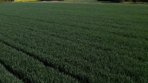 옥수수 필드의 기하학적 옥수수 묘목의 패턴에 옥수수 풍경은 토지를 재배했습니다 — 비디오