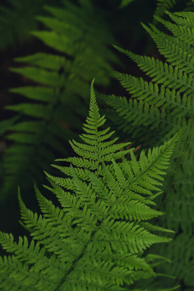 Natural ferns in forest blurred background. Green fern plants in nature landscape. Fresh green tropical foliage. Rainforest jungle landscape Nature organic wallpaper background
