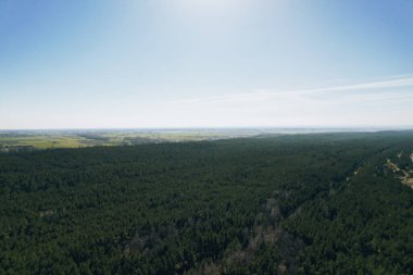 Gdansk Polonya 'daki orman manzarası. Spruce kozalaklı ağaçların üzerinde uçan drone çekimi, doğa manzarası Kuşların bakışı sabah güneşli hava aracını kullanın
