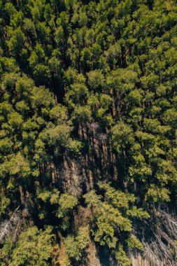 Orman ağaçlarının yukarıdan görünüşü. Yaz mevsiminde kozalaklı kozalaklı ağaçların üzerinde sonbahar ağaçları, doğa manzarası kuşların bakış açısı sabah güneşinde dronu kullanır.