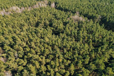 Orman ağaçlarının yukarıdan görünüşü. Yaz mevsiminde kozalaklı kozalaklı ağaçların üzerinde sonbahar ağaçları, doğa manzarası kuşların bakış açısı sabah güneşinde dronu kullanır.