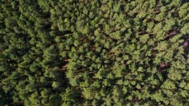 Yeşil orman üzerinde dönen hava manzarası. Spruce kozalaklı ağaçların üzerinde uçan drone çekimi, doğa arka planda 4k manzara Kuşların bakışı sabah güneş ışığında dronu kullanın