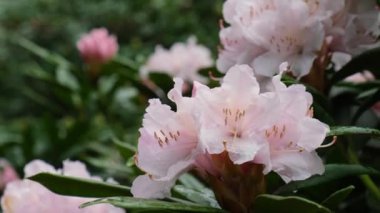 Çiçek açan sakura çiçekleri doğal arka plan. Sakura ağacındaki narin pembe çiçekler. Çiçek Afişi Tebrik kartı tasarımı. Sakura dalı