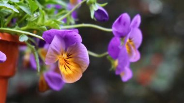 İlkbahar bahçesinde ağaçta sallanan saksılarda bahar çiçekleri. Çiçek açma mevsimi. Duvar kağıdı arkaplan kopyalama alanı. Ev bahçesi için dış tasarım fikri