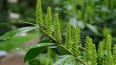 Yoğun ormanda sağanak yağmur, yeşil yapraklara sabitlenmiş yağmur damlacıkları, ormanda yağmur günü. Yaprak ağacına yağmur damlası. Ağaca Sağanak Yağan Yağmur Yeşil Doğa Konseptini Bırakıyor