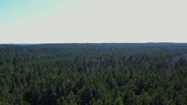 Gdansk Polonya 'daki orman manzarası. Spruce kozalaklı ağaçların üzerinde uçan drone çekimi, doğa arka planda 4k manzara Kuşların bakışı sabah güneş ışığında dronu kullanın