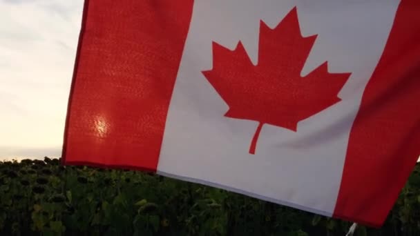 Bendera Nasional Kanada Melambai Pada Latar Belakang Matahari Terbenam Bendera — Stok Video