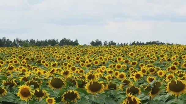 Gyönyörű Napraforgó Mezőgazdasági Területen Virágzó Napraforgók Ipari Mezője Aratási Koncepció — Stock videók