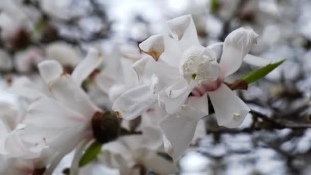 Magnolia Sulange Zbliżenie Gałęzi Drzewa Kwitnie Magnolia Wiosną Różowy Chiński — Wideo stockowe