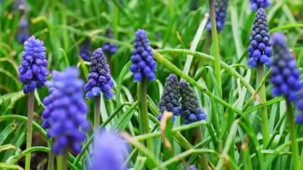 Hermosas Flores Muscari Azul Cierran Prado Primavera Fondo Natural Abstracto — Vídeo de stock