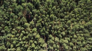 Yeşil orman üzerinde dönen hava manzarası. Spruce kozalaklı ağaçların üzerinde uçan drone çekimi, doğa arka planda 4k manzara Kuşların bakışı sabah güneş ışığında dronu kullanın