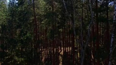 Yol boyunca ormanda insansız hava aracı uçuracağız. Uzun ağaçlar ve yeşil yapraklı 4k antenli eski, sık bir ormanda ilerliyoruz. Yoğun Orman Yolunda Yürümek Gün Işığı