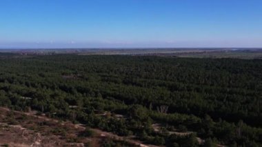 Gdansk Polonya 'daki orman manzarası. Spruce kozalaklı ağaçların üzerinde uçan drone çekimi, doğa arka planda 4k manzara Kuşların bakışı sabah güneş ışığında dronu kullanın