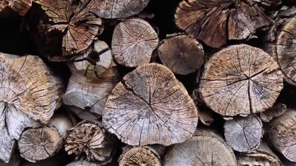 Hintergrund Der Gefällten Stämme Haufen Von Natur Gesägte Bäume Textur — Stockvideo
