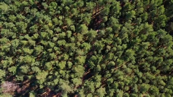 공중을 Spruce Conifer Treetops 조류의 사용하여 아침밝은 햇빛에 드론을 — 비디오
