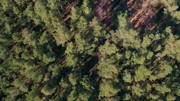 공중에서 윗부분을 바라본 Spruce Conifer Treetops 조류의 사용하여 아침밝은 햇빛에 — 비디오