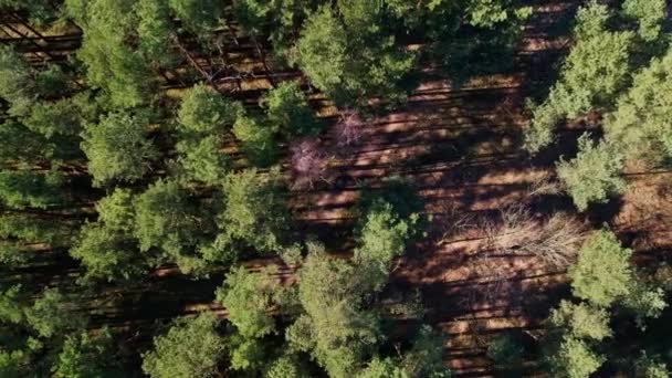 공중에서 윗부분을 바라본 Spruce Conifer Treetops 조류의 사용하여 아침밝은 햇빛에 — 비디오