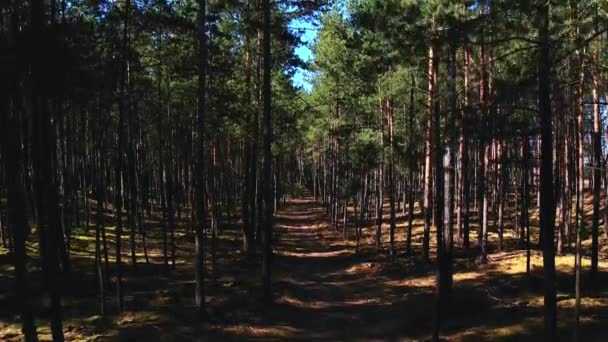 森の中では 道路のパスに沿ってドローンフライ 背の高い木や緑の葉を持つ古い鬱蒼とした森を通って移動4Kの空中 鬱蒼とした森の道を歩く — ストック動画
