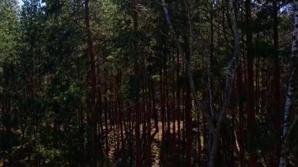 Latać Dronem Lesie Wzdłuż Drogi Idąc Przez Stary Gęsty Las — Wideo stockowe