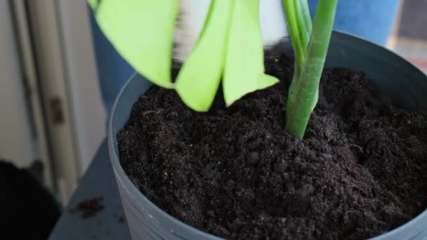 Homem Jardineiro Mãos Transplante Monstera Casa Planta Vaso Conceito Jardinagem — Vídeo de Stock
