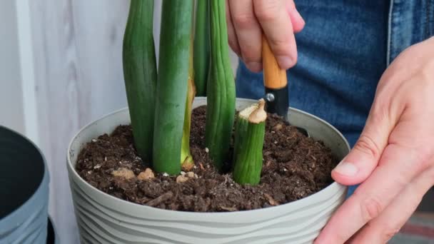 Erkek Bahçıvan Elleriyle Zamioculcas Nakli Yapıyor Evde Bahçıvanlık Saksıya Çiçek — Stok video