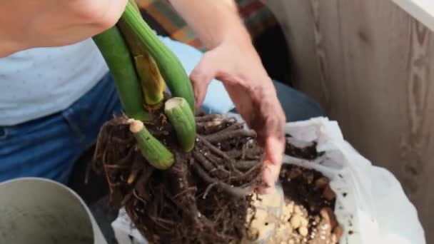 Omplantering Hem Krukväxter Zamioculcas Till Kruka Väcka Inomhusväxter Återplantera Jord — Stockvideo