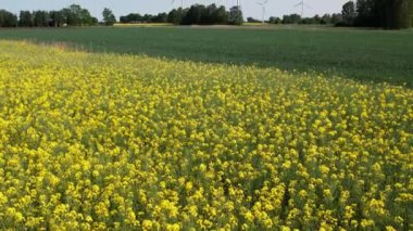 Gökyüzü manzaralı muhteşem sarı kanola tarlası güneş ışığıyla ışıldayan kolza tohumu çiftliği. Büyük tarla ekimi. Baharda açan sayısız sarı hardal çiçekleri.