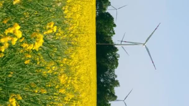 Kırsal Bölgedeki Bulutlu Mavi Gökyüzüne Karşı Çimenli Sarı Kanola Tarlasında — Stok video